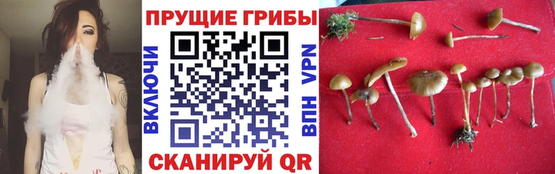 Галлюциногенные грибы Psilocybine cubensis  Каргат 